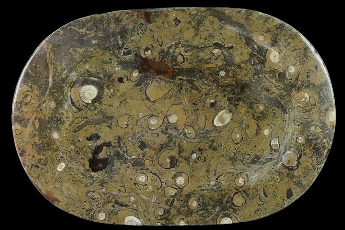 Fossil Orthoceras & Goniatite Oval Plate - Stoneware #133567